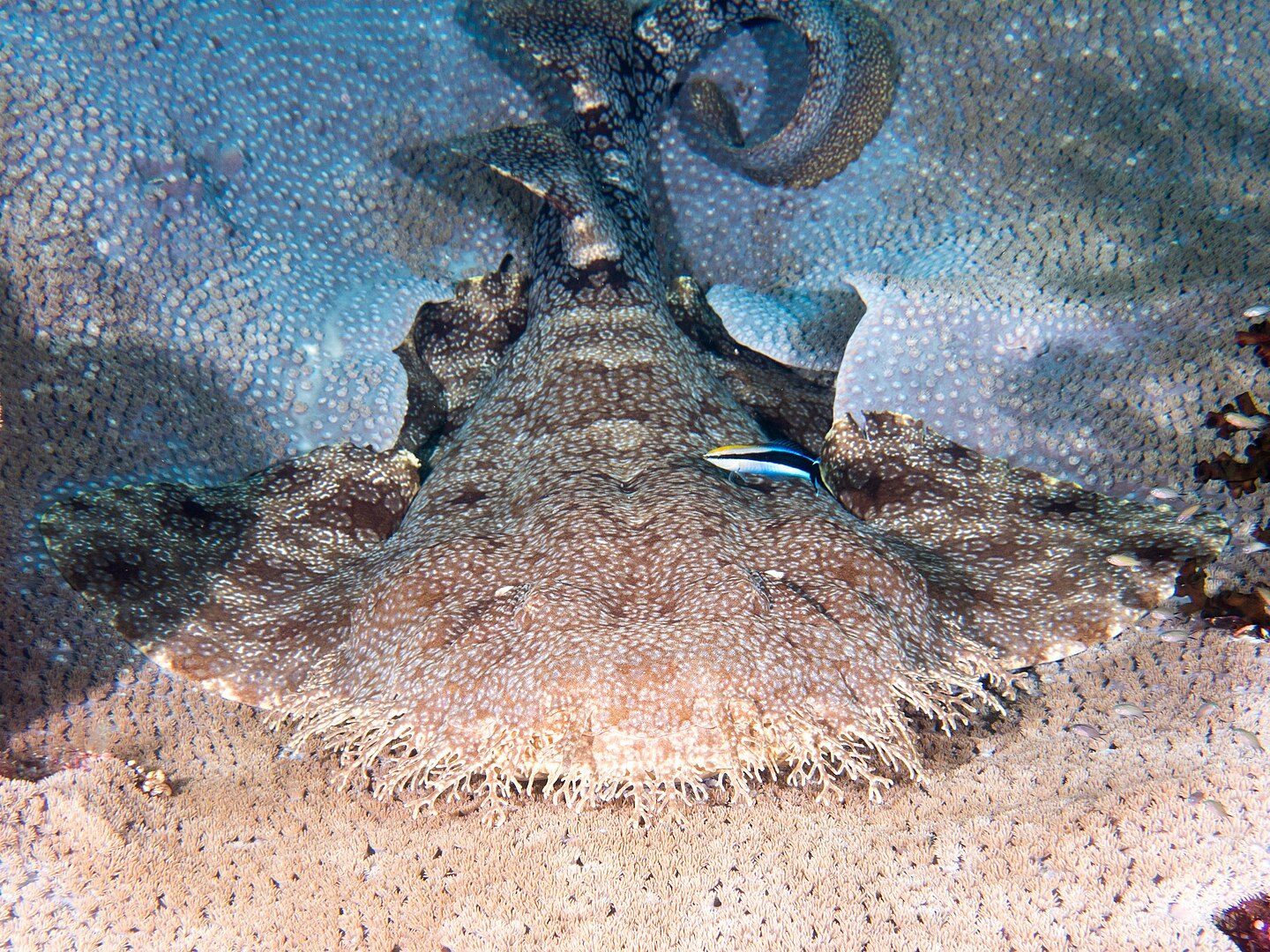 υκροσσόρρινος Eucrossorhinus ή Tasselled wobbegong