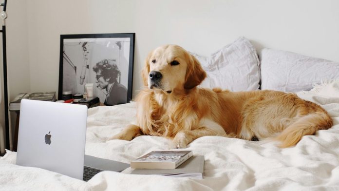 Golden Retriever sitting on bed with books and laptop in front of it