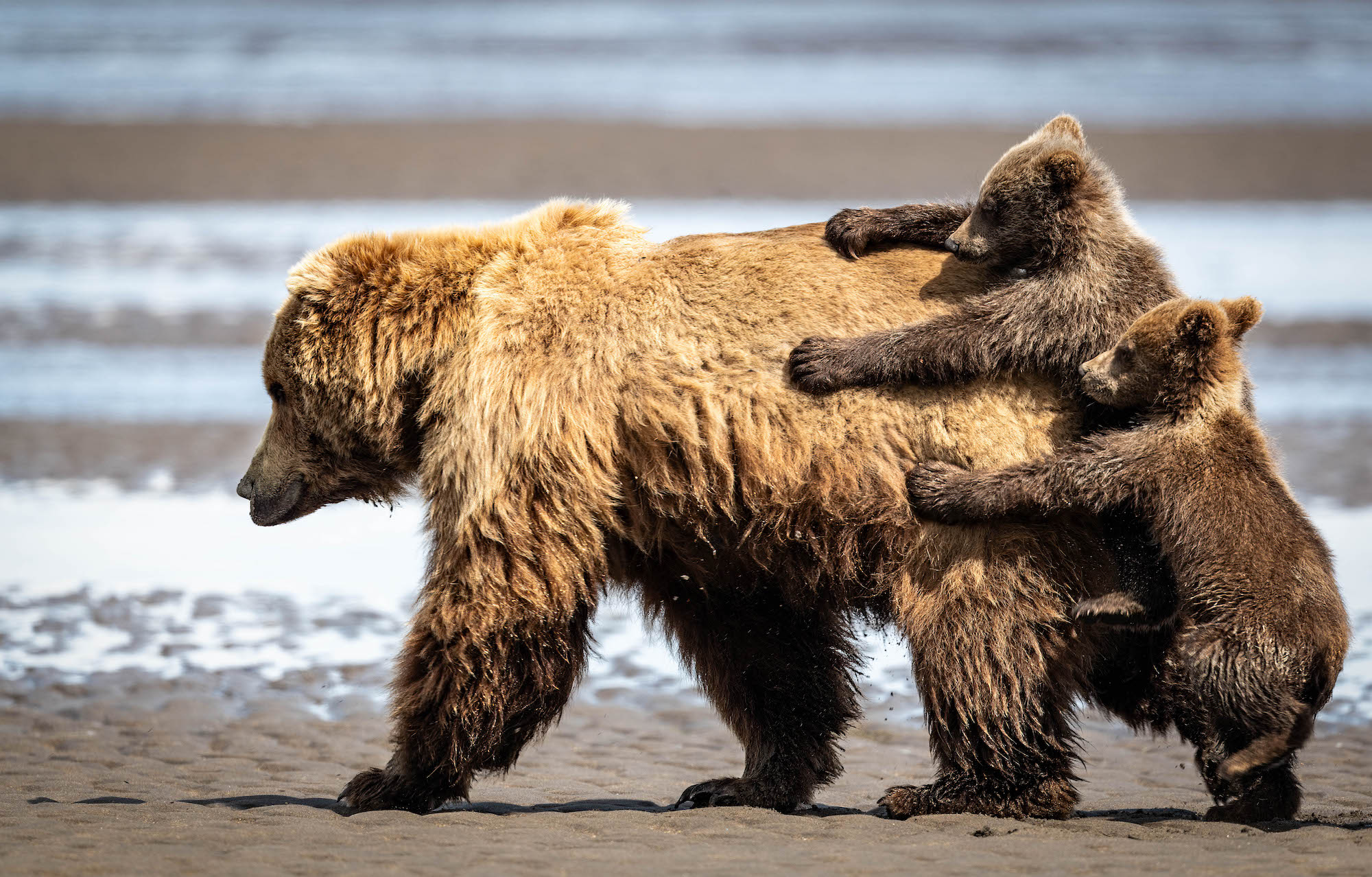 The Comedy Wildlife Photography Awards 2024 Alexander Fine Seattle Ηνωμένες Πολιτείες Τίτλος: Holding on a ride Περιγραφή: Μετά από έναν υπνάκο, η μαμά καφέ αρκούδα ήθελε να πάει μια βόλτα, αλλά τα μικρά ήθελαν μια βόλτα Ζώο: Brown Bear Τοποθεσία λήψης: Λίμνη Εθνικό Πάρκο Κλαρκ