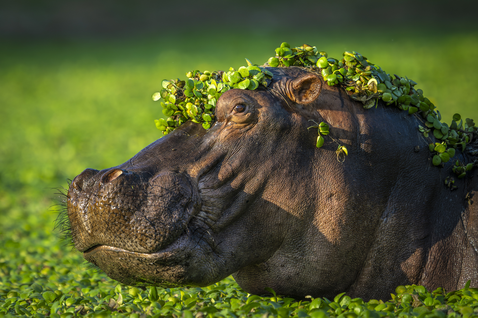 The Comedy Wildlife Photography Awards 2024 Artur Stankiewicz Zgorzelec Πολωνία Τίτλος: Είμαι πολύ σέξι για την αγάπη μου Περιγραφή: Ένα από τα «τεμπέλικα» πρωινά που αποφασίσαμε να σταματήσουμε δίπλα στην πισίνα με ιπποπόταμους ενώ βρισκόμαστε στο Mana Pools NP. Η ιδέα μου ήταν να προσπαθήσω να πιάσω ιπποπόταμους που πολεμούν, ωστόσο, όλοι ήταν αρκετά ειρηνικοί. Έχω τοποθετηθεί στην τράπεζα, με ασφάλεια από την πιθανή χρέωση και περίμενα. Μερικοί από αυτούς σήκωσαν το κεφάλι τους από περιέργεια ή όταν η εγγύτητα με τα άλλα άτομα ήταν πολύ κοντά. Τότε μου ήρθε αυτή η ιδέα να πιάσω το πορτρέτο με φυτά νερού που διακοσμούν το κεφάλι. Φαινόταν ότι ο τύπος μόλις πήρε το κομμωτήριο με ένα πλατύ χαμόγελο στα χείλη :) Ζώο: Ιπποπόταμος Τοποθεσία λήψης: Mana Pools NP, Ζιμπάμπουε