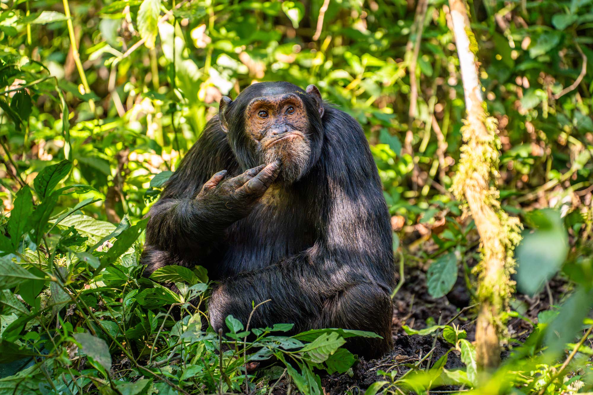 The Comedy Wildlife Photography Awards 2024 Arvind Mohandas Offenbach am Main Γερμανία Τίτλος: The Contemplative Chimpanzee Περιγραφή: Γυρίστηκε στις ζούγκλες της Ουγκάντα, ακολουθώντας μια ομάδα περίπου 50 χιμπατζήδων. Αυτό προφανώς σκεφτόταν ένα σημαντικό θέμα, σε μια ημέρα συνειδητοποίησης και επιβεβαίωσης του πόσο κοντά είναι οι χιμπατζήδες στους ανθρώπους! Ζώο: Χιμπατζής Τοποθεσία λήψης: Ουγκάντα