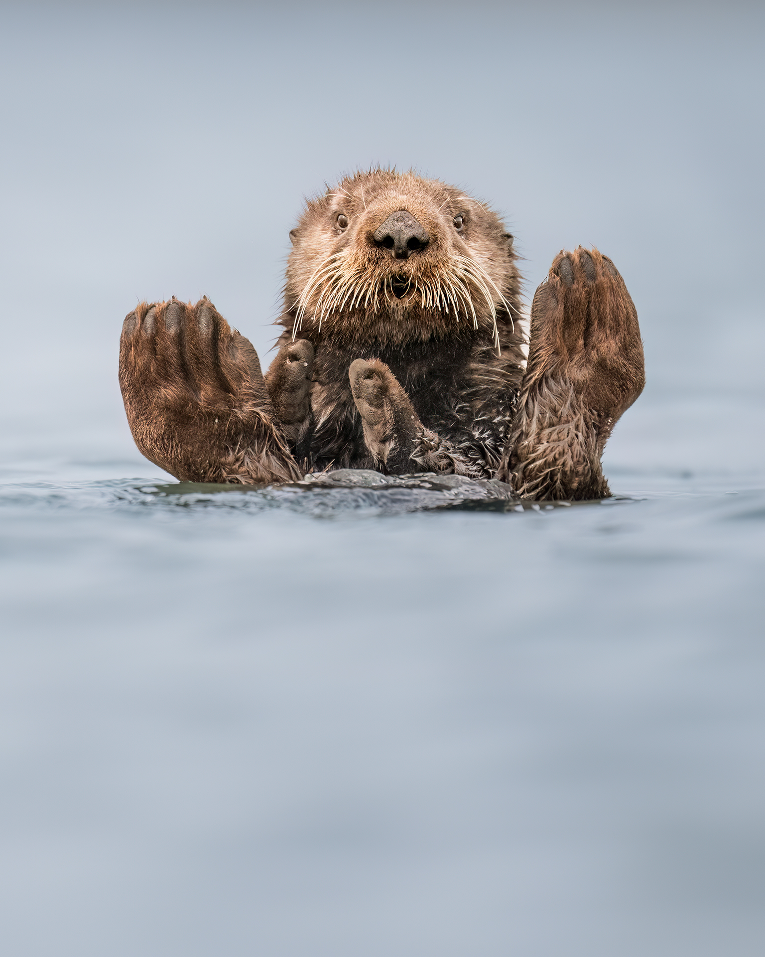 The Comedy Wildlife Photography Awards 2024 Charles Janson Huson Ηνωμένες Πολιτείες Τίτλος: Otter Guru Περιγραφή: Σε ένα καγιάκ με την κάμερά μου να είναι ισορροπημένη επισφαλώς πάνω στο πυροβόλο, έμεινα πολύ ακίνητος ενώ επέπλεα δίπλα σε αυτή τη Sea Otter που ξεκουραζόταν. Έμεινε χαλαρό (μπορείτε να πείτε γιατί επιπλέει ακόμα στην πλάτη του) και συνέχισε να περιποιείται τη γούνα του. Με το γαλήνιο πρόσωπο και τα αναποδογυρισμένα πόδια του, μου θύμισε έναν Γκουρού που διαλογιζόταν. Ζώο: Sea Otter Τοποθεσία λήψης: Elkhorn Slough, Καλιφόρνια