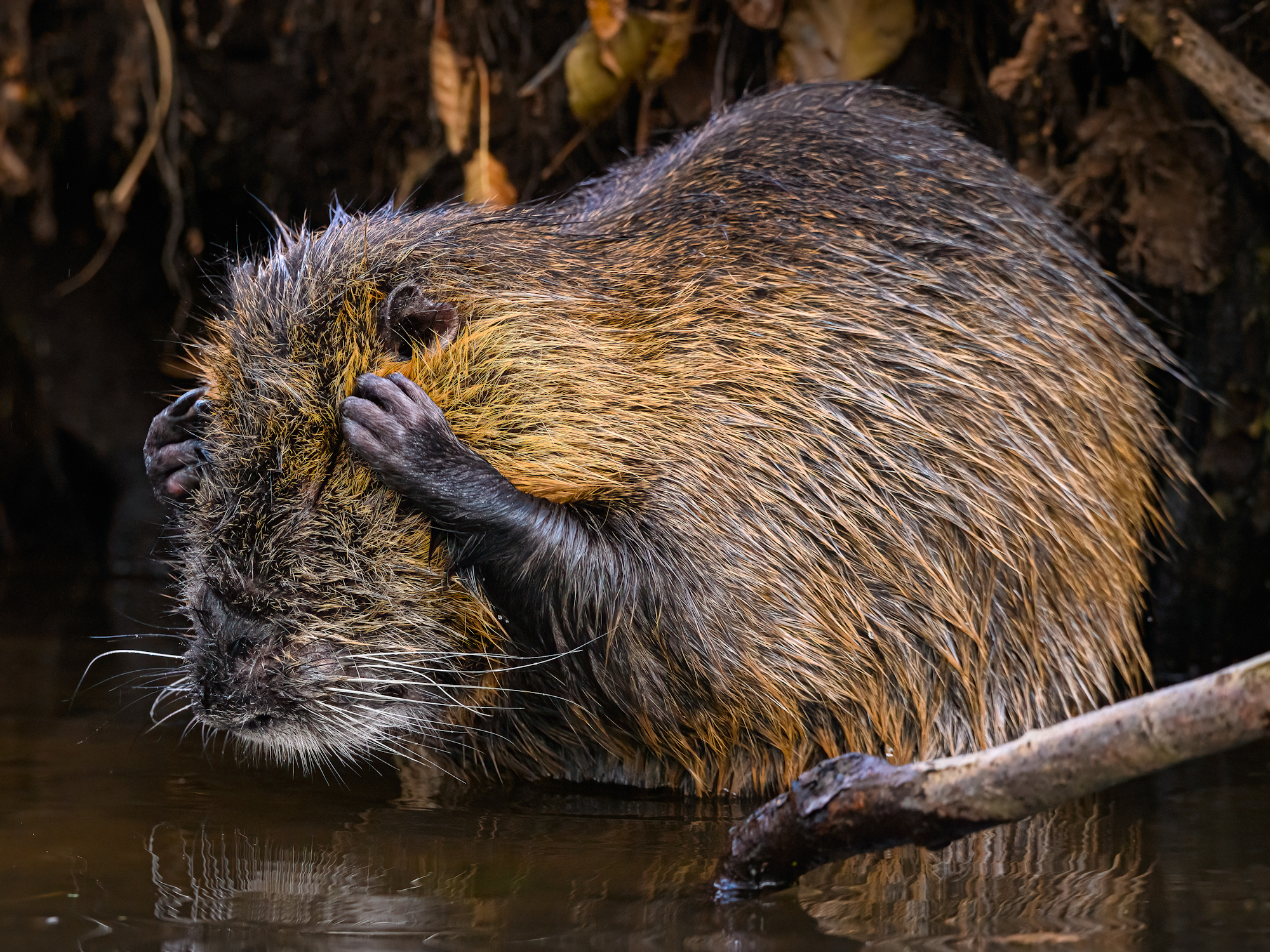 The Comedy Wildlife Photography Awards 2024 Christopher Arnold Chemnitz Γερμανία Τηλέφωνο: 01743770265 Email: chrisarn9@web.de Τίτλος: Schon wieder Montag? Περιγραφή: Direct aus dem Kanu heraus habe ich dieses Nutria fotografiert. Dieses war gerade mit der Körperpflege beschäftigt. Ζώο: Nutria Τοποθεσία λήψης: Deutschland