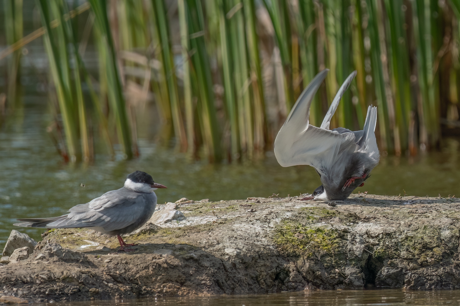 The Comedy Wildlife Photography Awards 2024 Damyan Petkov Svishtov Βουλγαρία Τίτλος: Μουστάκια γλαρόνας συντρίβεται κατά την προσγείωση Περιγραφή: Η κεφαλή του μουστακιού χτύπησε στο βράχο όταν προσπάθησε να προσγειωθεί Ζώο: Μουστακή γλάστρα Τοποθεσία λήψης: Svishtov, Βουλγαρία