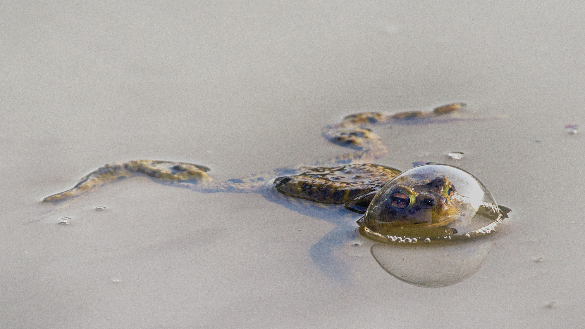 The Comedy Wildlife Photography Awards 2024 Eberhard Ehmke Schlüchtern Germany Τίτλος: Frog in a baloon Περιγραφή: Κατά τη διάρκεια μιας φωτογράφησης στη λίμνη ανακάλυψα αυτόν τον βάτραχο με το κεφάλι του σε μια φούσκα. Αυτό μοιάζει με καμπάνα δέντρου. Ζώο: Βάτραχος Τοποθεσία λήψης: Bergwinkel, Γερμανία