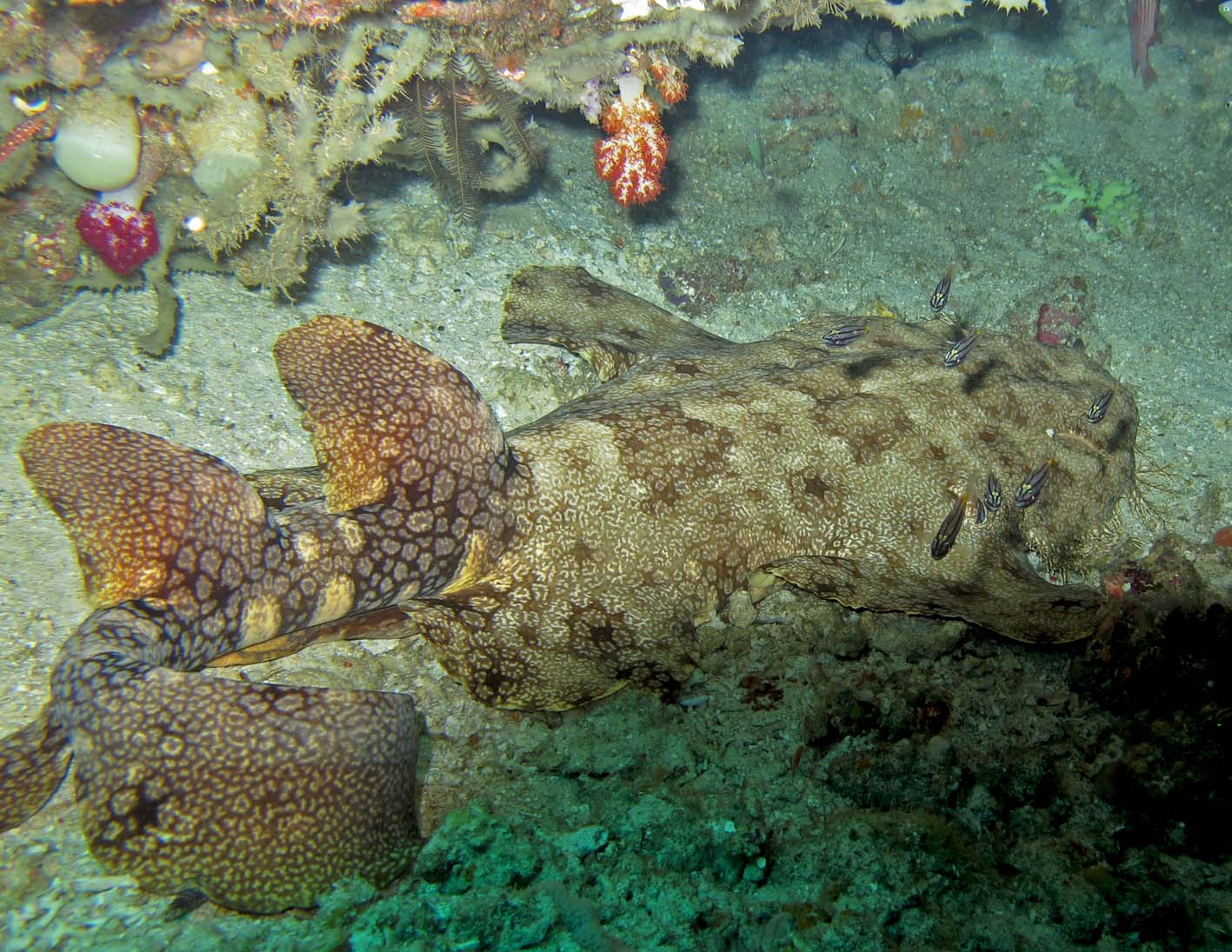 υκροσσόρρινος Eucrossorhinus ή Tasselled wobbegong