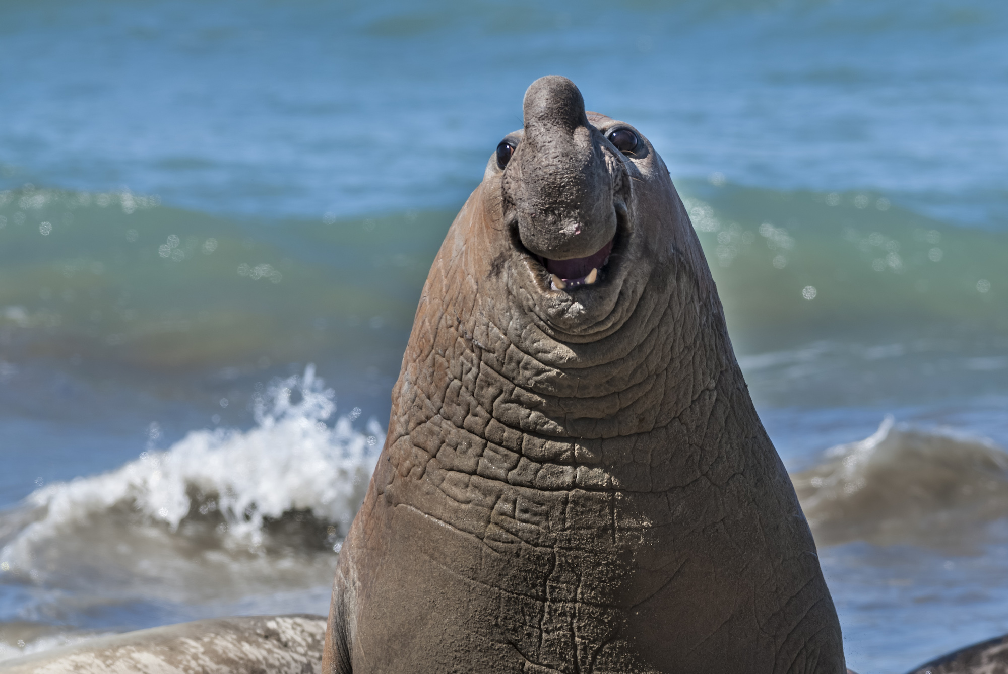 The Comedy Wildlife Photography Awards 2024 Gabriel Rojo Macachin Αργεντινή Τίτλος: Smiling Elephant Seal Περιγραφή: Αυτοί οι γίγαντες πολλών τόνων παλεύουν για να κρατήσουν το χαρέμι ​​τους από θηλυκά. Στη στιγμή της φωτογραφίας, το ζώο φαίνεται να χαμογελά... αλλά η πραγματικότητα της κατάστασης είναι ότι η έκπληξή του και το χαμόγελό του είναι τη στιγμή της γρήγορης φυγής, επειδή το κυρίαρχο αρσενικό ήταν καθ' οδόν για έναν αιματηρό καυγά. . Είναι καλύτερα να διατηρηθεί η σωματική ακεραιότητα... Καλύτερα να πάω... Ζώο: Νότια φώκια ελέφαντα Τοποθεσία λήψης: Peninsula Valdes, επαρχία Chubut, Αργεντινή