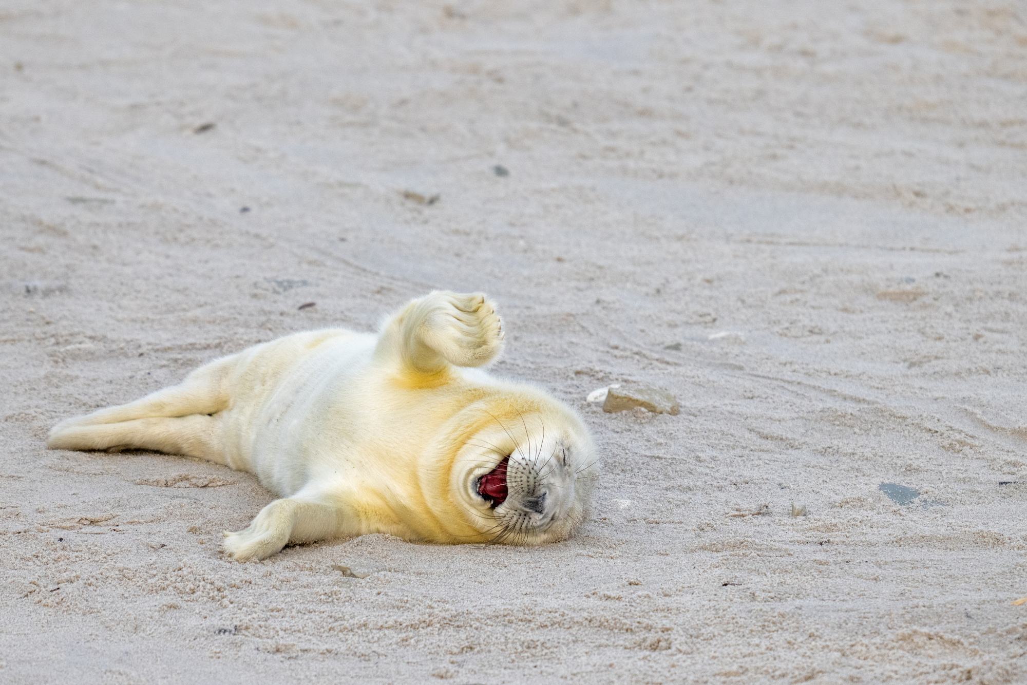 The Comedy Wildlife Photography Awards 2024 Ingo Hamann Bad Homburg Γερμανία Τίτλος: Laughing out loud Περιγραφή: Αυτή η νεογέννητη φώκια φαίνεται να γελάει με ένα καλό αστείο. Ζώο: Φώκια Τοποθεσία βολής: Helgoland, Γερμανία