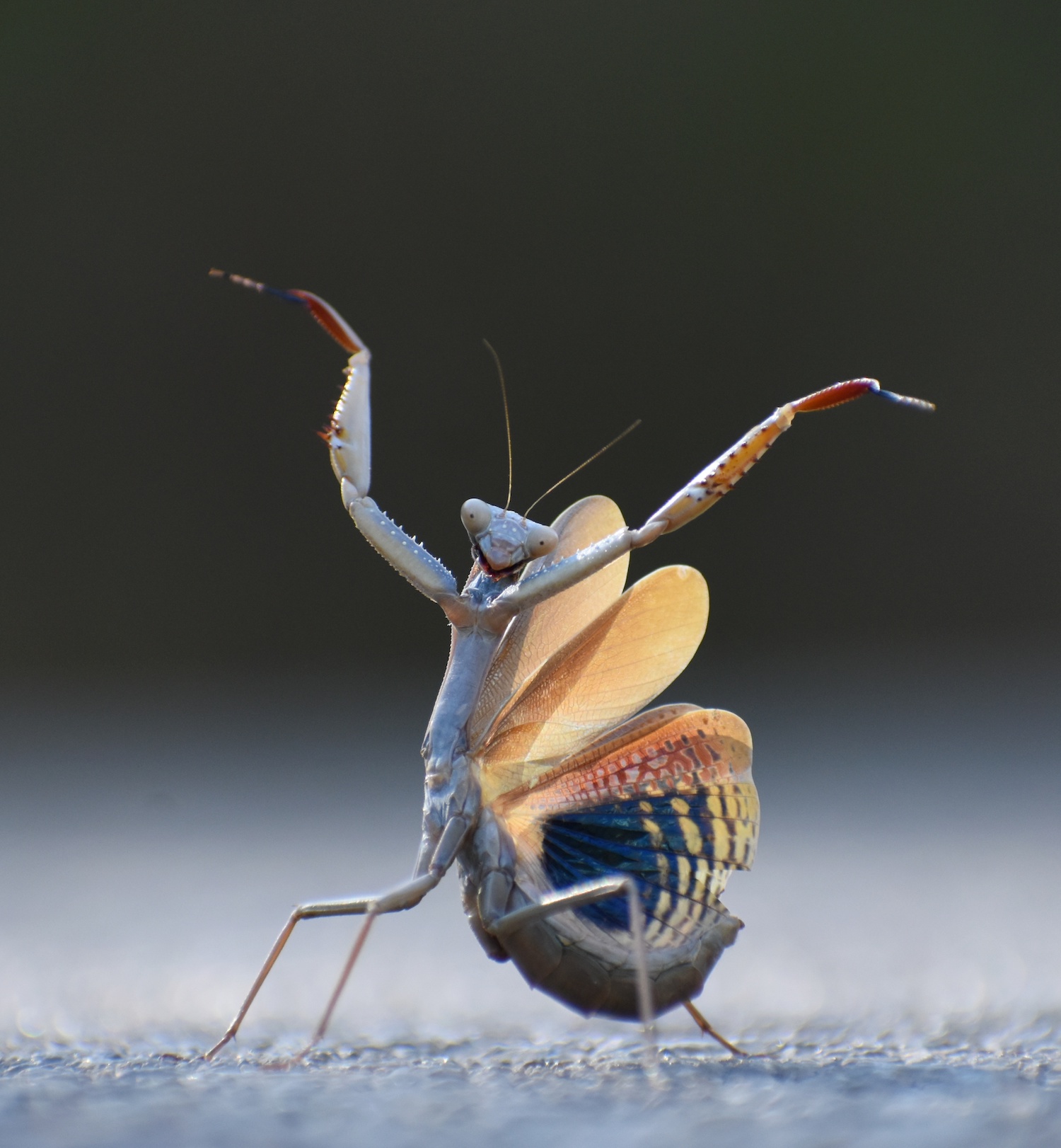 The Comedy Wildlife Photography Awards 2024 Jose Miguel Gallego Molina CastellÃ³n Ισπανία Τίτλος: Mantis flamenca Περιγραφή: De vuelta de mi paseo fotogrÃ¡fico en un pantano cerca de mi localidad (Pantano el Sitjar), frenÃ© mi la coche de al repenca que alguien me ordenaba parar. AquÃ fue cuando vi por primera vez a mi amiga la Mantis flamenca. Os podrÃ©is imaginar la cara del resto de coches que pasaban, al ver un coche con los intermitentes y la puerta abierta, parado en el arcen y un loco tumbado en el suelo con la camara en la mano. Ζώο: Mantis mediterrÃ¡nea - Iris oratoria Τοποθεσία λήψης: Onda (CastellÃ³n)