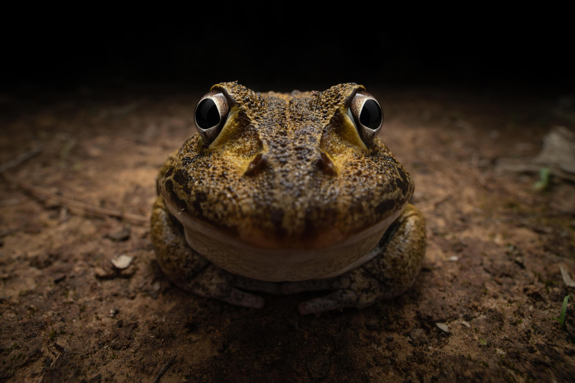 The Comedy Wildlife Photography Awards 2024 Kingston Tam Gatton Australia Τίτλος: Awkward smiley frog Περιγραφή: Ζήτησα από αυτόν τον βάτραχο να χαμογελάσει για την κάμερα, αλλά μου φάνηκε λίγο ντροπαλός. Ζώο: Cyclorana novaehollandiae Τοποθεσία λήψης: Κουίνσλαντ, Αυστραλία