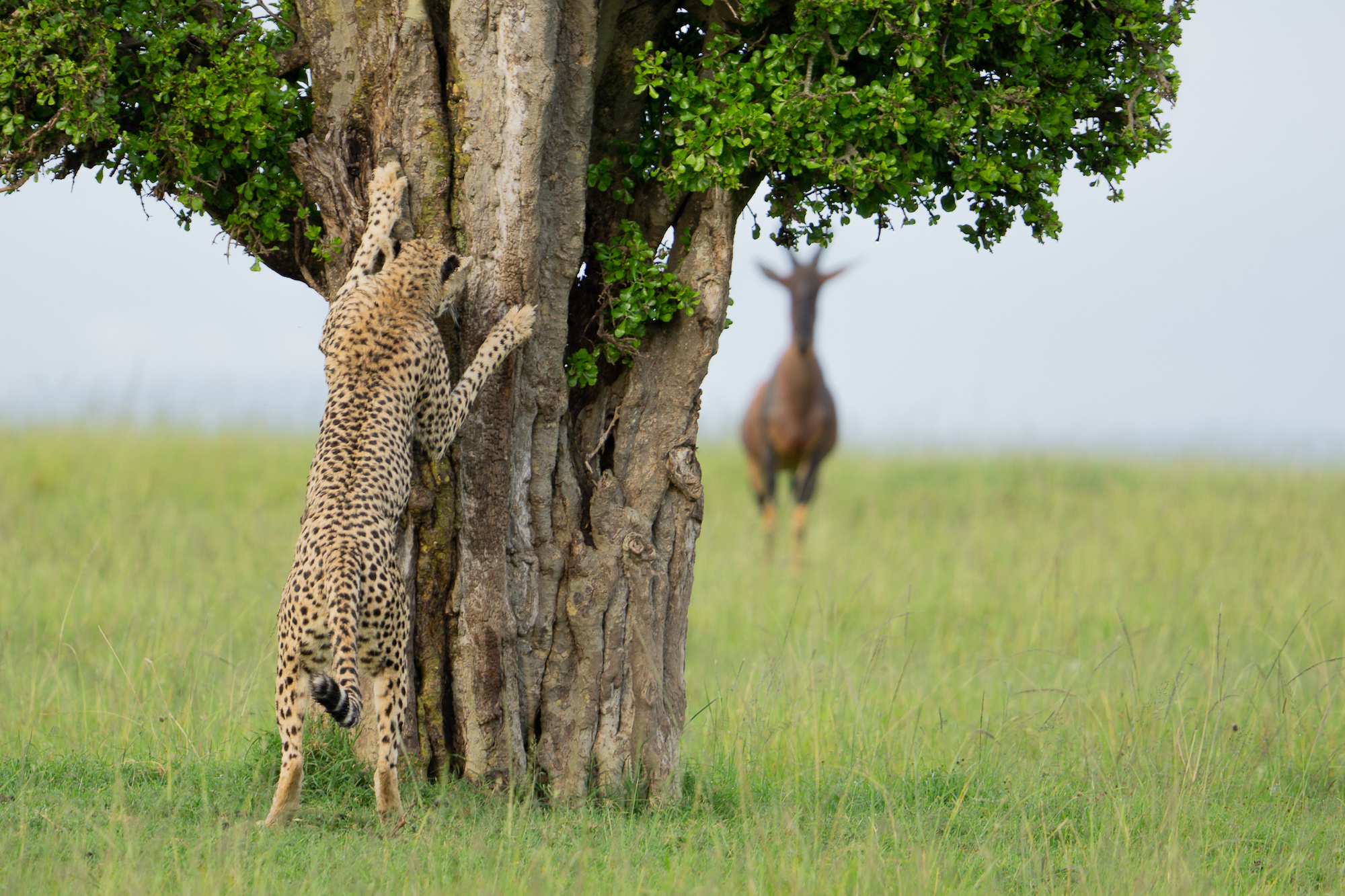 The Comedy Wildlife Photography Awards 2024 Leslie McLeod Ottawa Canada Τίτλος: Hide and Seek Περιγραφή: Ήμασταν σε σαφάρι στην Κένυα και συνέβη αυτό το όμορφο θηλυκό που έψαχνε για σύντροφο. Μια ομάδα τόπι την παρακολουθούσε επίσης αρκετά στενά καθώς άφηνε μηνύματα για έναν πιθανό σύντροφο σε διάφορα δέντρα. Αυτός ο πυροβολισμός με κάνει να σκέφτομαι ότι το τσιτάχ είναι έτοιμο να φωνάξει, "έτοιμη ή όχι, έρχομαι!" Ζώο: Τσιτάχ Τοποθεσία λήψης: Mara North Conservancy