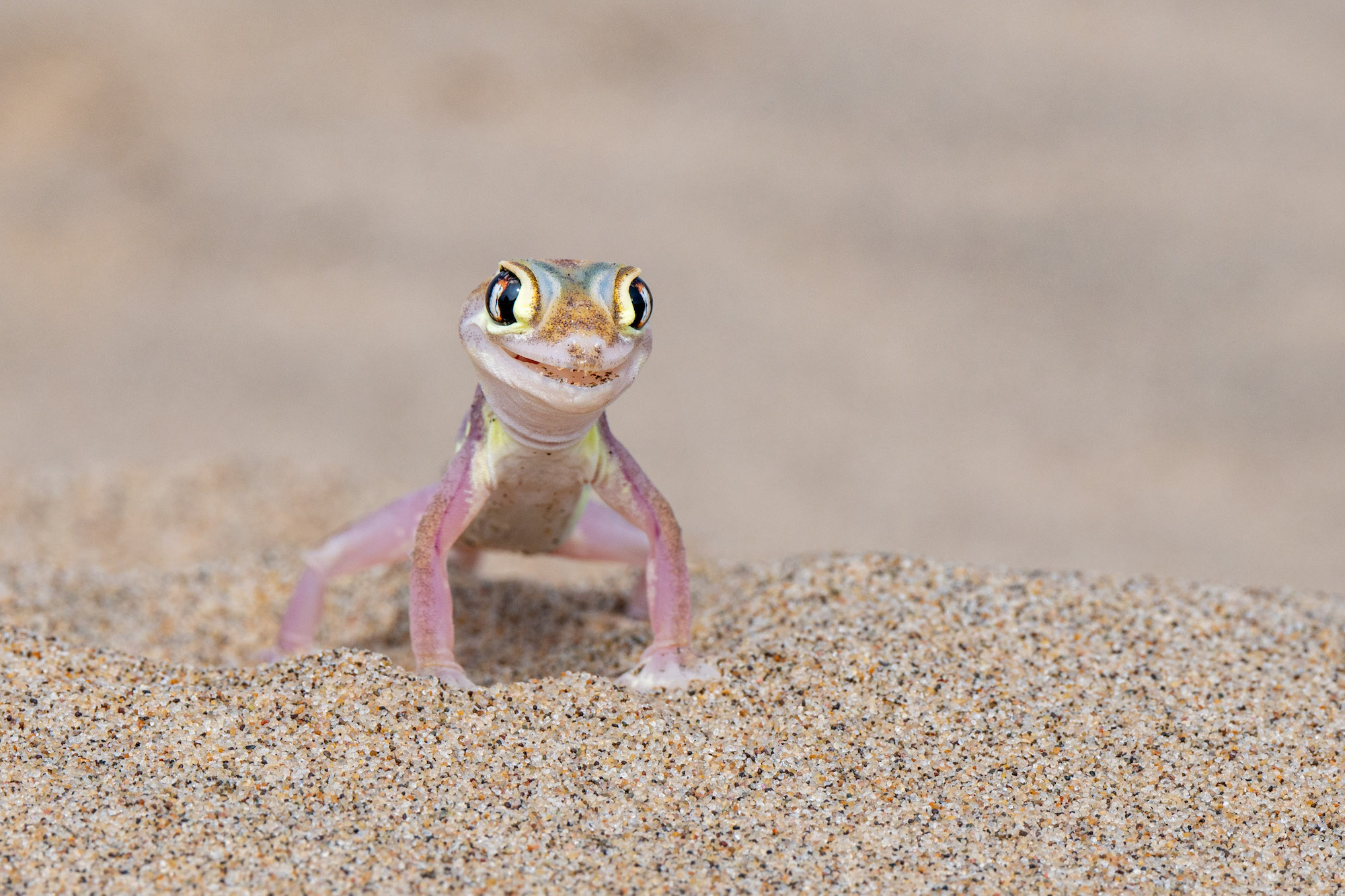 The Comedy Wildlife Photography Awards 2024 Michela Bordoli Dino Ελβετία Τίτλος: Μοντέλο μόδας Gecko Περιγραφή: Καθώς περπατούσαμε στην άμμο της ερήμου Namib, ένα γκέκο εμφανίστηκε ξαφνικά, που αναδύθηκε από το πουθενά με ένα χαμόγελο στα χείλη. Τοποθετήθηκε τέλεια, ποζάροντας για ένα πορτρέτο αντάξιο του εξωφύλλου του National Geography. Φαινόταν να λέει: "Βγάλε τη φωτογραφία μου, είμαι έτοιμος για το εξώφυλλό μου!" Ζώο: Namib sand gecko Τοποθεσία λήψης: Sandwich Harbour, Ναμίμπια