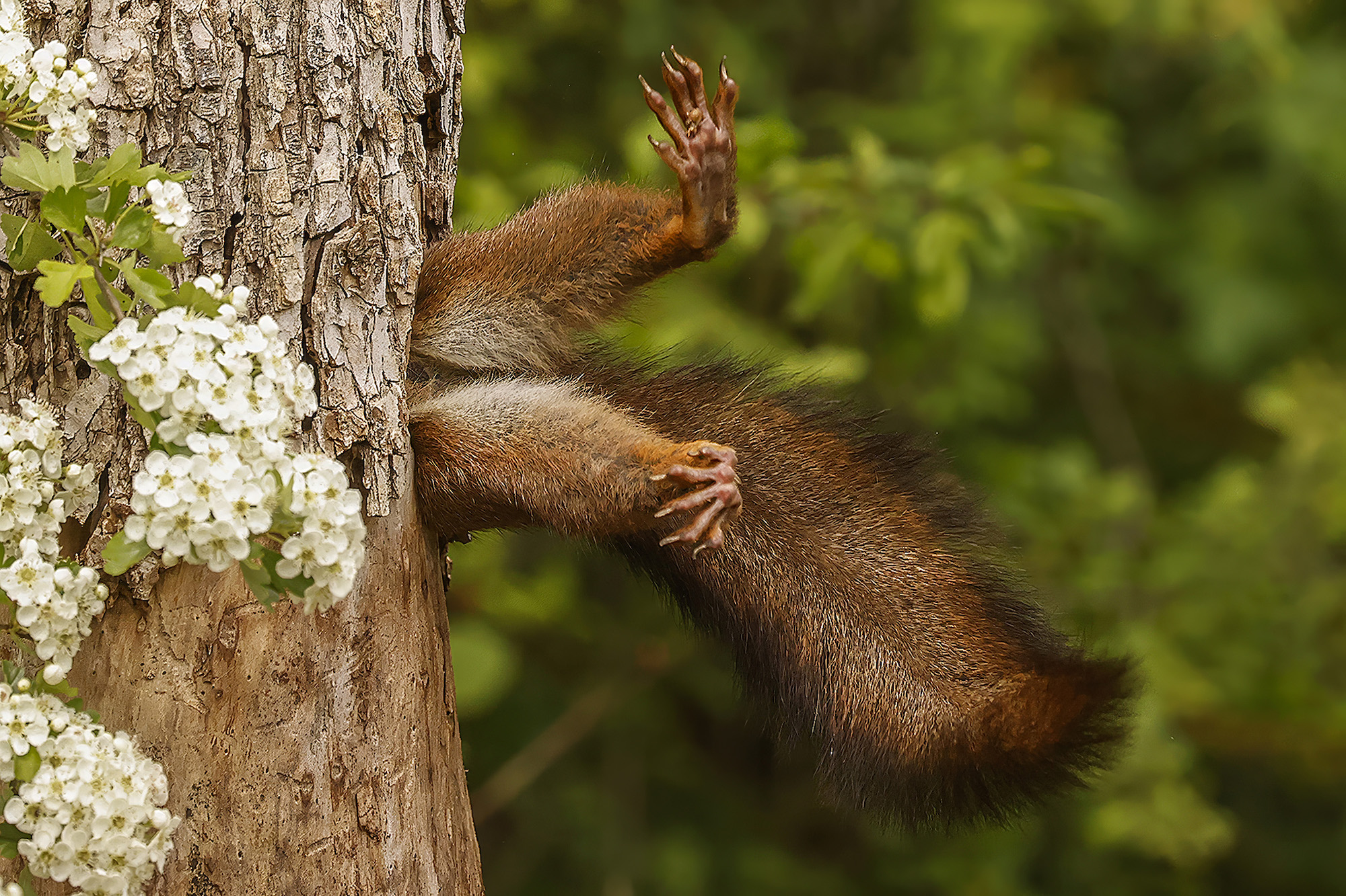 Τα Βραβεία Φωτογραφίας Κωμωδίας Wildlife 2024 Milko Marchetti Ferrara Ιταλία Τίτλος: Squirrel ... Αποκλεισμένη Περιγραφή: Όταν ο σκίουρος εισήλθε, αφαιρέθηκε τα πόδια του από τον κορμό για μια στιγμή και για εκείνη τη στιγμή φαινόταν σαν να μπλοκάρει στην είσοδο THE BURIAL Ζώο: ΣΚΙΟΥΡΟΣ Τοποθεσία λήψης: ΙΤΑΛΙΑ - PARCO PODERE PANTALEONE