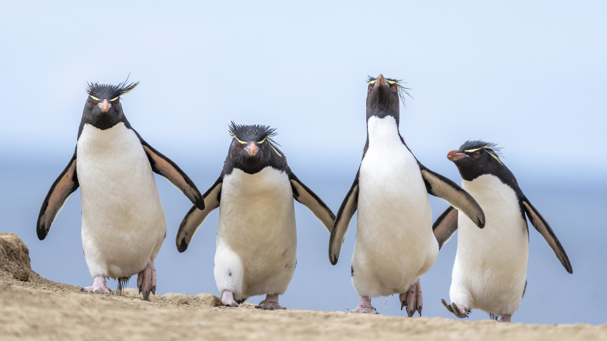 The Comedy Wildlife Photography Awards 2024 Ralph Robinson Cambridge Ηνωμένες Πολιτείες Τίτλος: Gang of Four Περιγραφή: Στον αυτοκινητόδρομο των πιγκουίνων, αυτοί οι rockhoppers μετακομίζουν στην πόλη και αυτή η πόλη δεν είναι αρκετά μεγάλη για όλους! Τοποθέτησα την κάμερά μου σε καλή απόσταση από αυτήν την κορυφογραμμή, όπου οι πιγκουίνοι με ροκχόπερ επέστρεφαν από το τάισμα στον νότιο Ατλαντικό ωκεανό στα νησιά Φώκλαντ. Ο μακρύς φακός τους τράβηξε στο κάδρο χωρίς να ενοχλήσει την επιστροφή τους σε φωλιές στο λόφο. Μου αρέσει να φωτογραφίζω πιγκουίνους αφού είναι στο νερό καθώς είναι πιο καθαροί! Αυτά τα πουλιά μοιάζουν σαν να είναι έτοιμα να κλωτσήσουν κάποιον πιγκουίνο! Ζώο: Southern rockhopper πιγκουίνος (Eudyptes chrysocome) Τοποθεσία λήψης: Pebble Island, Νήσοι Φώκλαντ