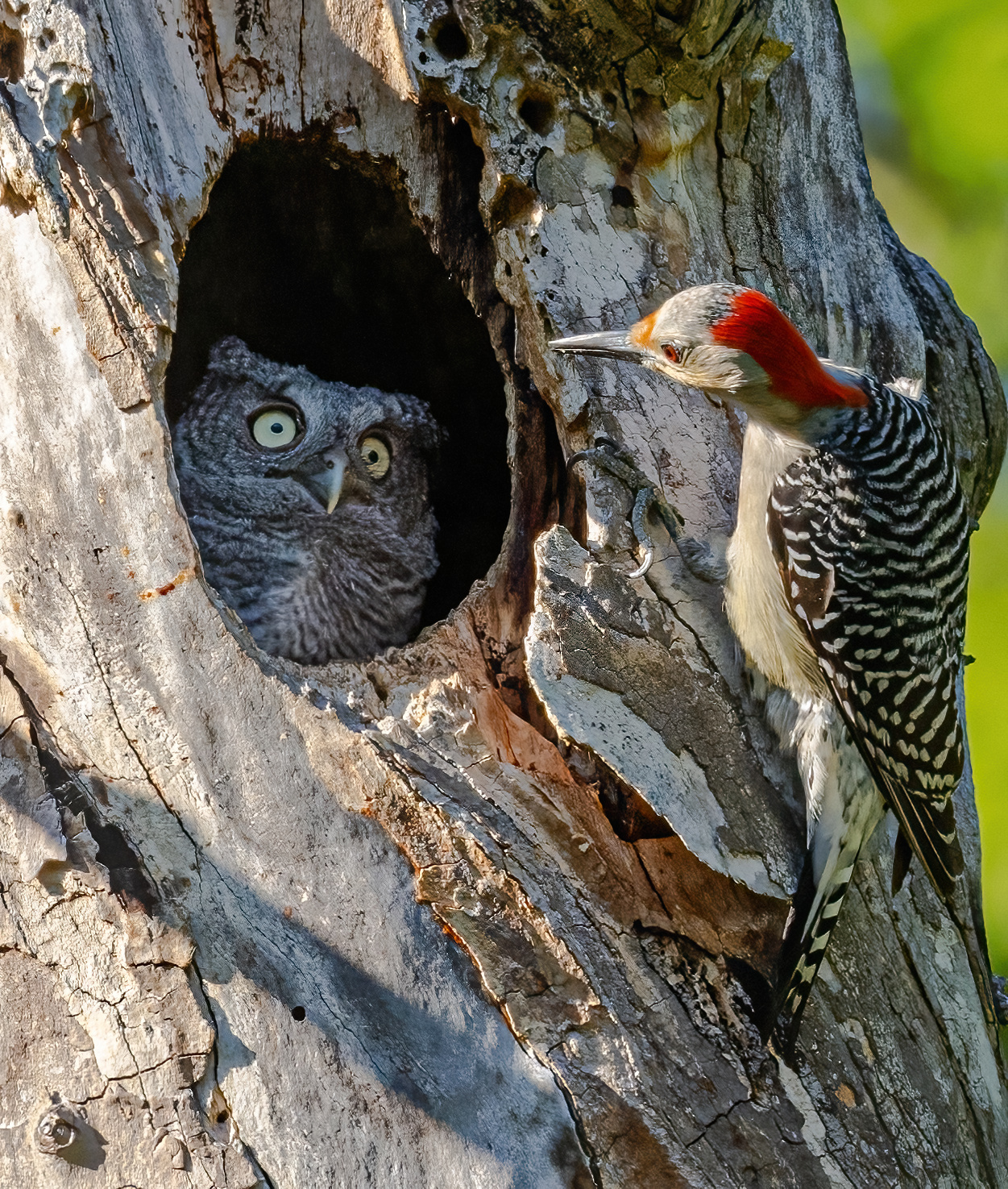 The Comedy Wildlife Photography Awards 2024 Randy Herman Hudson Ηνωμένες Πολιτείες Τίτλος: Δεν είσαι η μητέρα μου! Περιγραφή: Αυτός ο θηλυκός Δρυοκολάπτης με την κοιλιά ερευνούσε αυτή τη φωλιά της Screech Owl για μερικές μέρες. μήπως ήταν η φωλιά της πέρυσι; Αυτή η μικρή κουκουβάγια σίγουρα ξαφνιάστηκε και δεν φαινόταν να ξέρει τι να κάνει με αυτόν τον εισβολέα. Ο δρυοκολάπτης προχώρησε και η κουκουβάγια πέταξε με τα δύο αδέρφια της περίπου μια ώρα αργότερα. Ζώο: κουκουβάγια και θηλυκός δρυοκολάπτης με κοιλιά Τοποθεσία λήψης: Εθνικό πάρκο Cuyahoga Valley, Οχάιο, ΗΠΑ