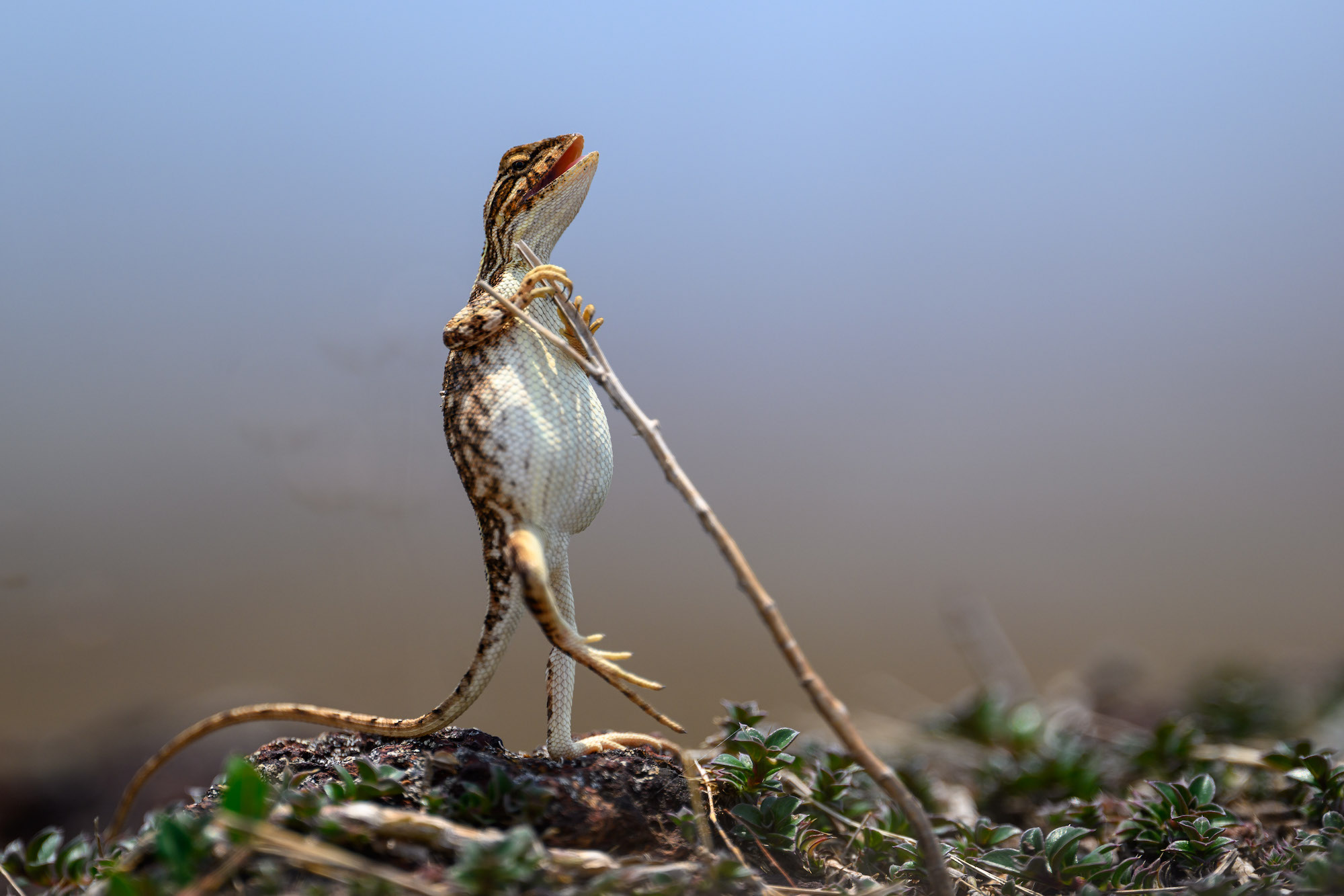 The Comedy Wildlife Photography Awards 2024 Sanjay Patil Navi Mumbai Ινδία Τίτλος: The Rock Star Περιγραφή: Οι σαύρες με λαιμό βεντάλια βρίσκονται μόνο στην ινδική υποήπειρο, όπου έχουν εξελιχθεί υπό την επίδραση των μεταβαλλόμενων κλιματικών συνθηκών. Αυτές οι σαύρες είναι πολύχρωμες και ανήκουν στην κατηγορία των ερπετών. Οι Θηλυκές Σαύρες δεν εμφανίζουν ανεμιστήρα όπως δεν έχουν. Οι αρσενικές σαύρες φουσκώνουν την ελκυστική θήκη του λαιμού για να προσελκύσουν το θηλυκό την καυτή καλοκαιρινή περίοδο. Εδώ είναι η θηλυκή σαύρα που στέκεται όρθια για να ξεφύγει από τη ζέστη του καλοκαιριού. Ζώο: Fan Throated Lizard, Θηλυκό Τοποθεσία λήψης: Maharashtra State, Ινδία