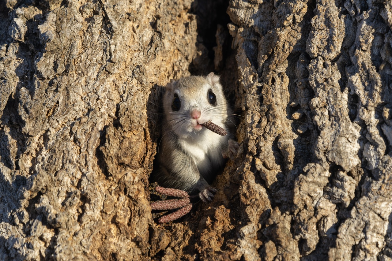 The Comedy Wildlife Photography Awards 2024 Takashi Kubo aobadai meguro Ιαπωνία Τίτλος: Αφεντικό της Μαφίας Περιγραφή: Φαινόταν σαν να ρουφούσε ένα πούρο και έμοιαζε με αφεντικό της μαφίας. Ζώο: ιπτάμενος σκίουρος Τοποθεσία λήψης: Χοκάιντο Ιαπωνίας