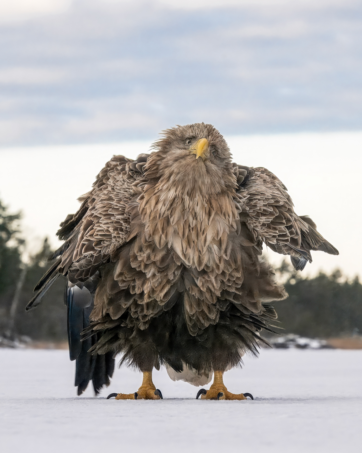 The Comedy Wildlife Photography Awards 2024 Tapani Linnanmäki Kustavi Finland Τίτλος: Shake, ruffle, rattle and roll! Περιγραφή: Στην εικόνα, ένας αετός με λευκή ουρά αναστατώνει τα φτερά του. Η φωτογραφία τραβήχτηκε με τη λειτουργία αυτόματης λήψης της Nikon Z9. Η κάμερα τοποθετείται πάνω από τον πάγο της θάλασσας πάνω από μια σακούλα με ξηρούς καρπούς στο επίπεδο του πάγου. Δεν πίστευα στα μάτια μου όταν είδα αυτή τη φωτογραφία. Στη σειρά φωτογραφιών υπήρχαν περισσότερες από δέκα αστείες πόζες και εκφράσεις. Ζώο: Αετός με λευκή ουρά Τοποθεσία βολής: Kustavi Finland