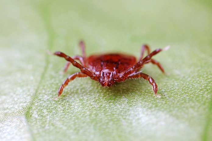 An unidentified tick on a wild plant in the North China Plain.