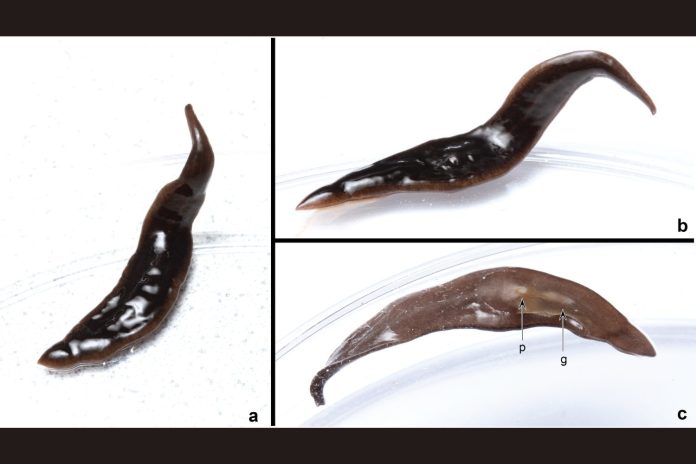 A living Amaga Pseudobama specimen in a petri dish, observed from three different views. 