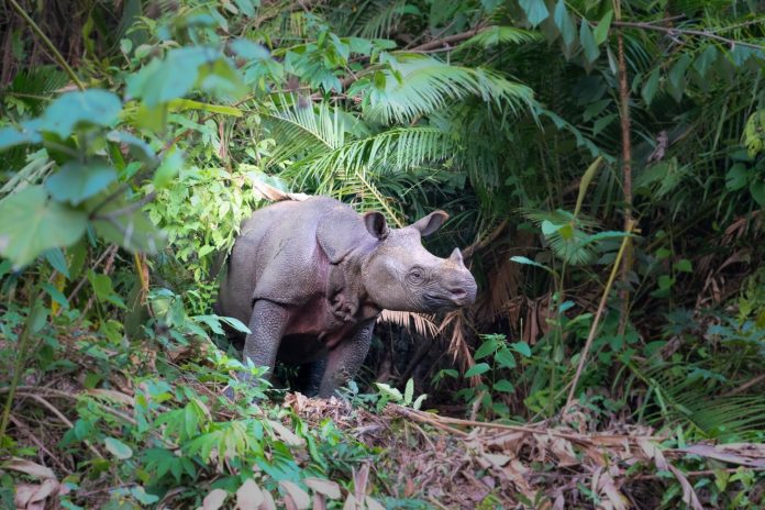 Javan Rhino