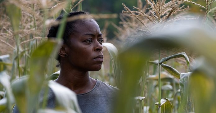 A woman in a gray shirt looking over her shoulder in a cornfield.