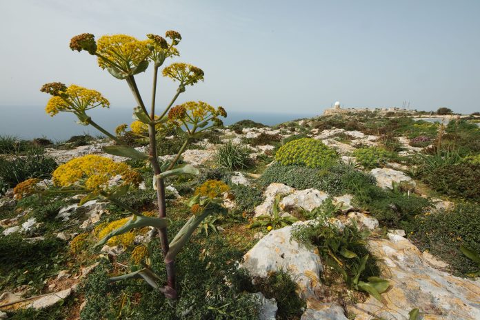 Οι επιστήμονες μπορεί σύντομα να είναι σε θέση να μεταφράσουν τις γλώσσες που χρησιμοποιούν τα φυτά για να επικοινωνούν
