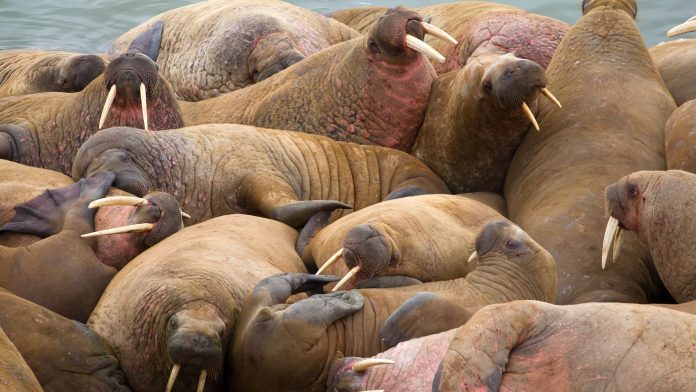 Το Walrus DNA προτείνει συναντήσεις μεταξύ Βίκινγκς και Ιθαγενών Ινουίτ
