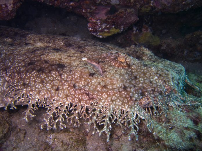 υκροσσόρρινος Eucrossorhinus ή Tasselled wobbegong