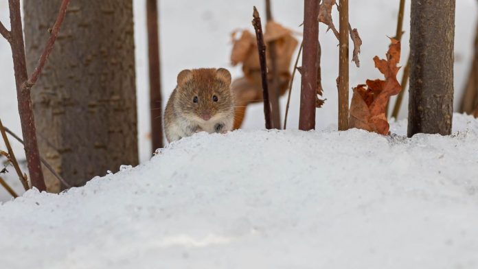 Mouse in the snow